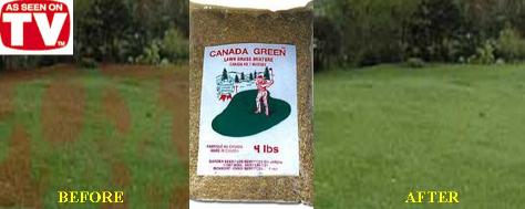 canada green grass seed